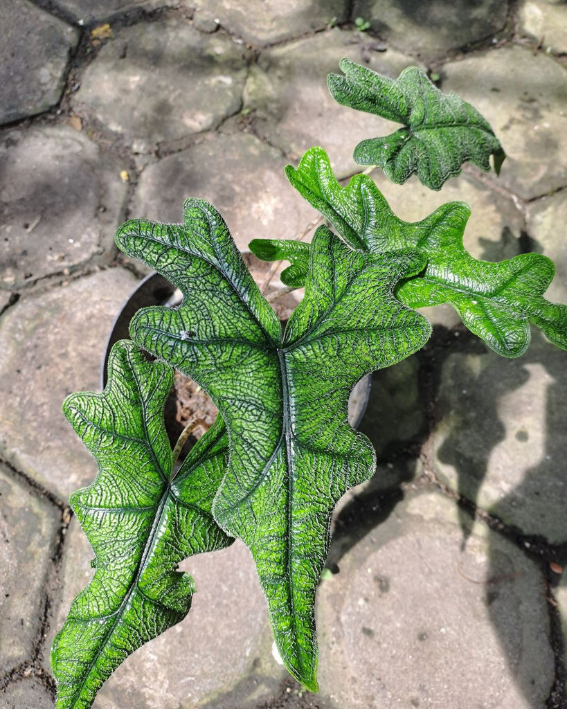 How to care for a Alocasia Jacklyn
