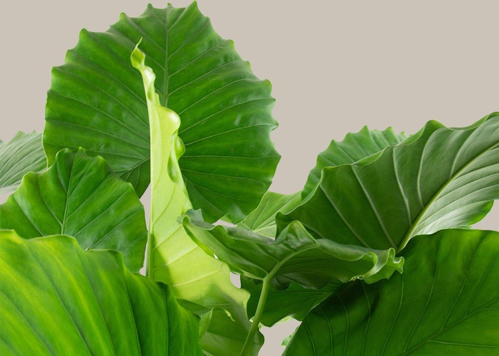 How to care for a Alocasia California