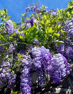 Amethyst Falls Wisteria