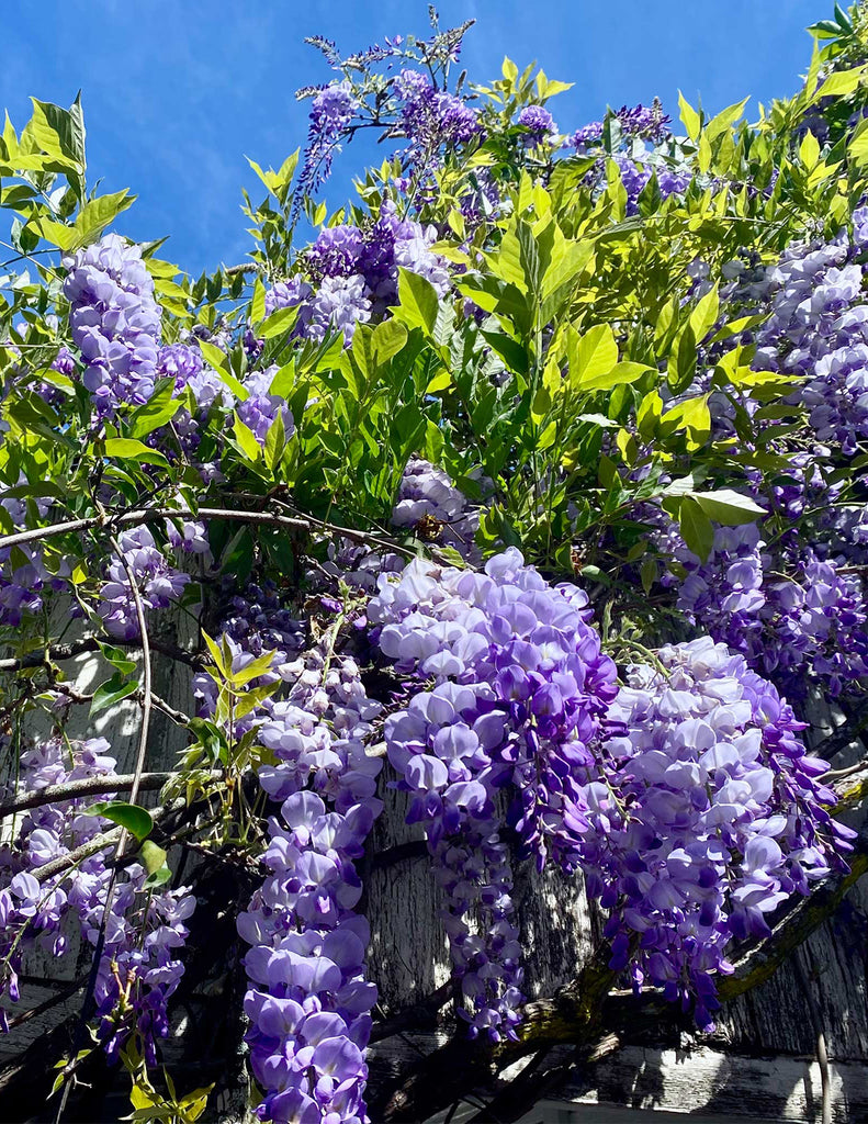 How to care for a Wisteria