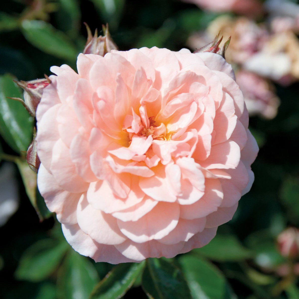 files/Apricot_Drift_Blooms_002.jpg