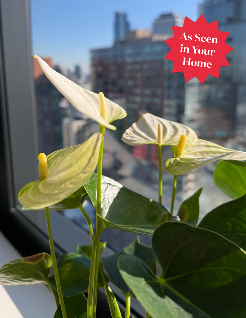 Large Double Anthurium