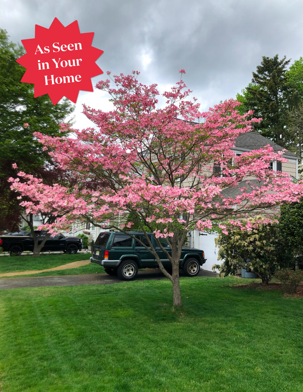 Cherokee Brave Pink Dogwood