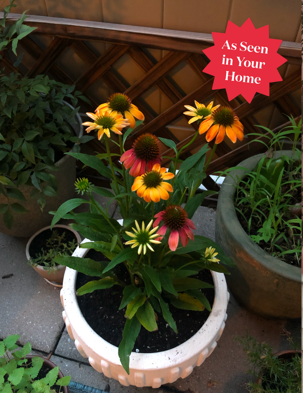 Fresco® Apricot Coneflower