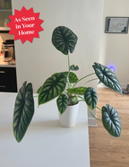 Alocasia Dragon Scale