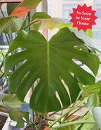 Monstera Deliciosa