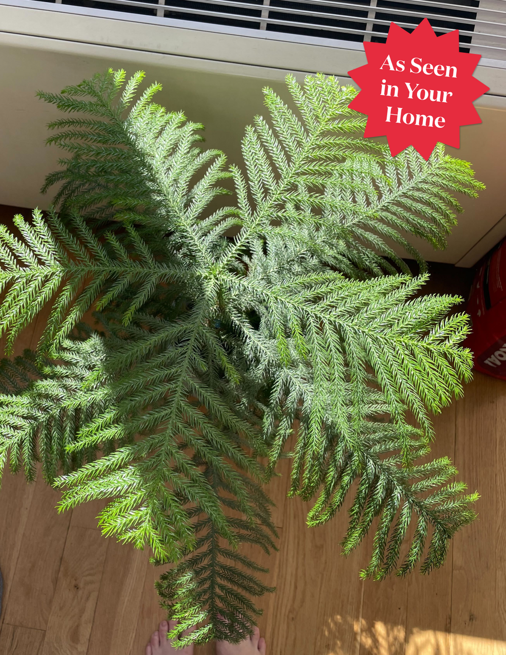 Norfolk Island Pine
