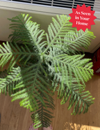 Norfolk Island Pine