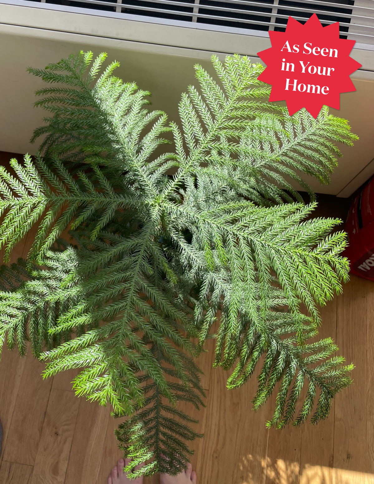 Norfolk Island Pine
