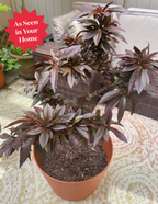 Bonfire Patio Peach Plant