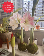 Waxed Amaryllis Bulb