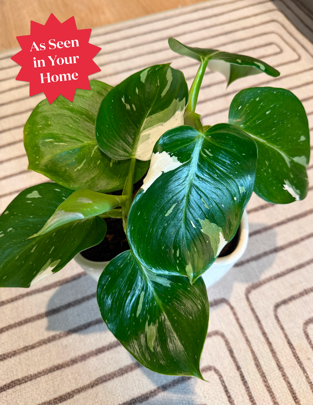 Philodendron White Knight