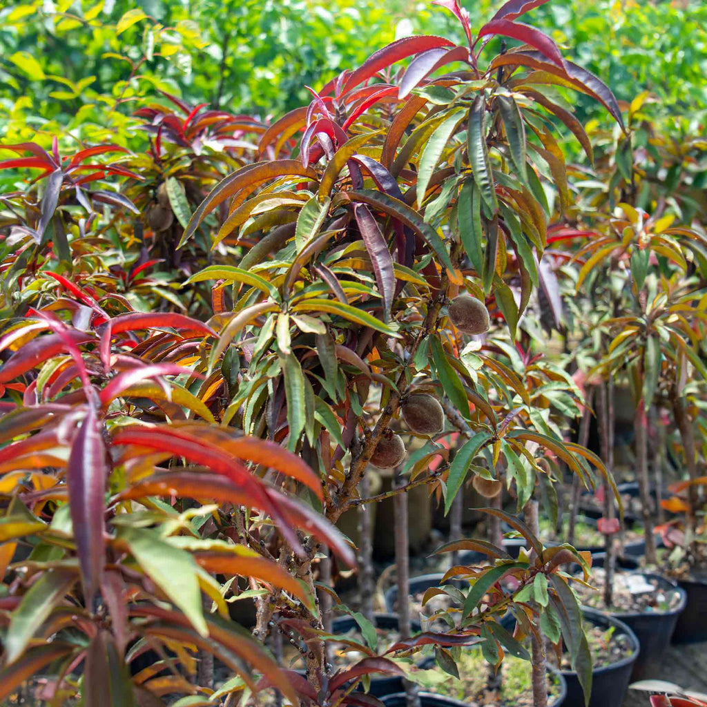 Bonfire Patio Peach Plant