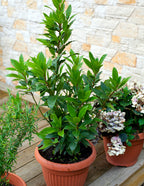 Bay Laurel
