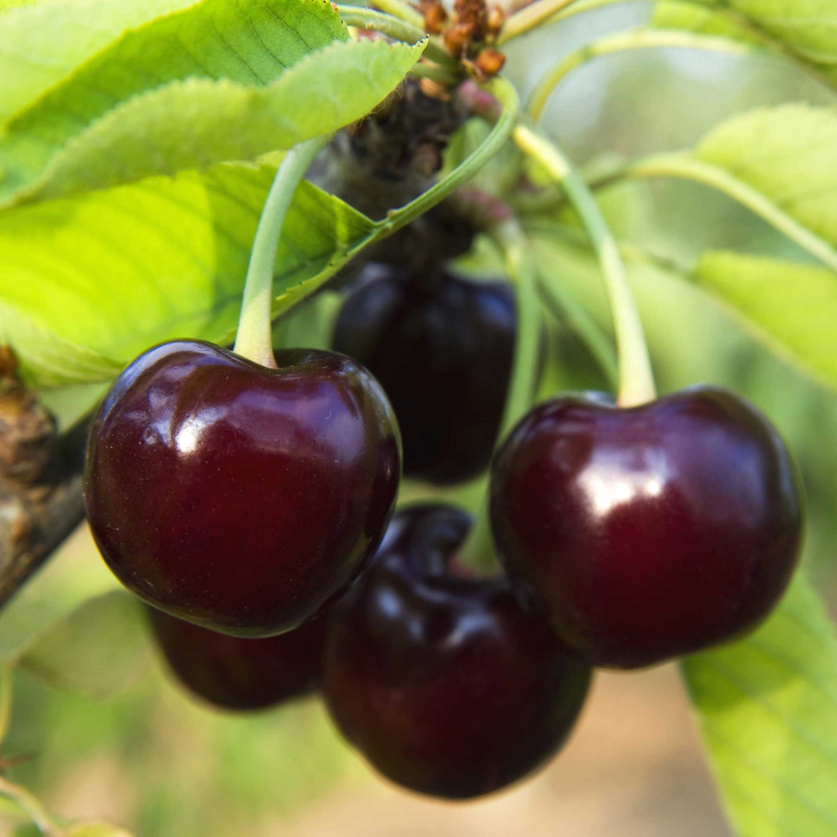 files/Black_Tartarian_Cherry_Tree_Fruit.jpg