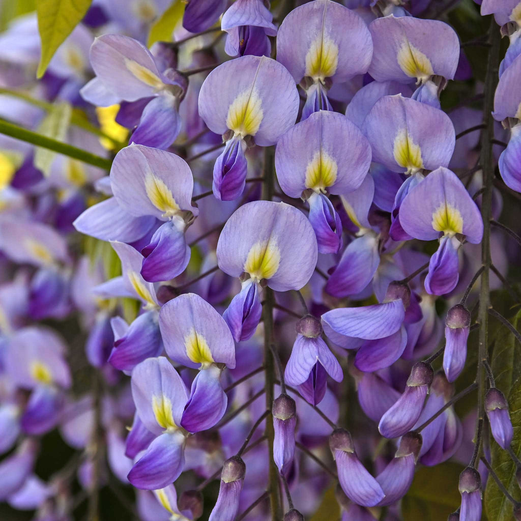 Blue Moon Wisteria