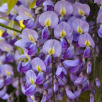 Blue Moon Wisteria