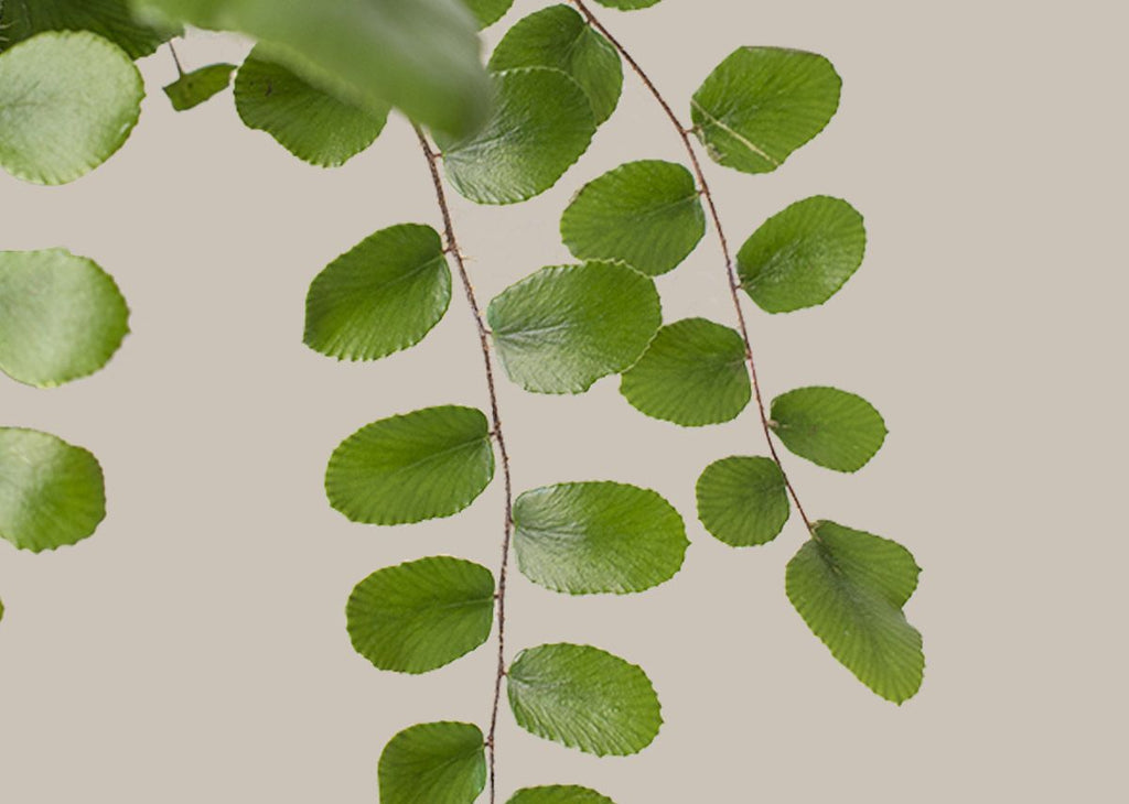How to care for a Button Fern