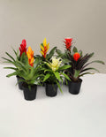 bundle | Small | Grow Pot