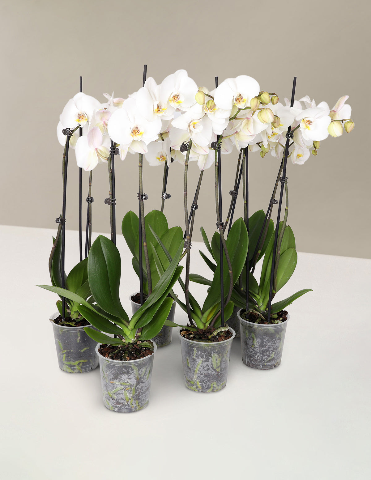 files/C20066PK_White_Orchids_Yellow_Throat_1.jpg