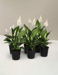 Peace Lily Party Pack
