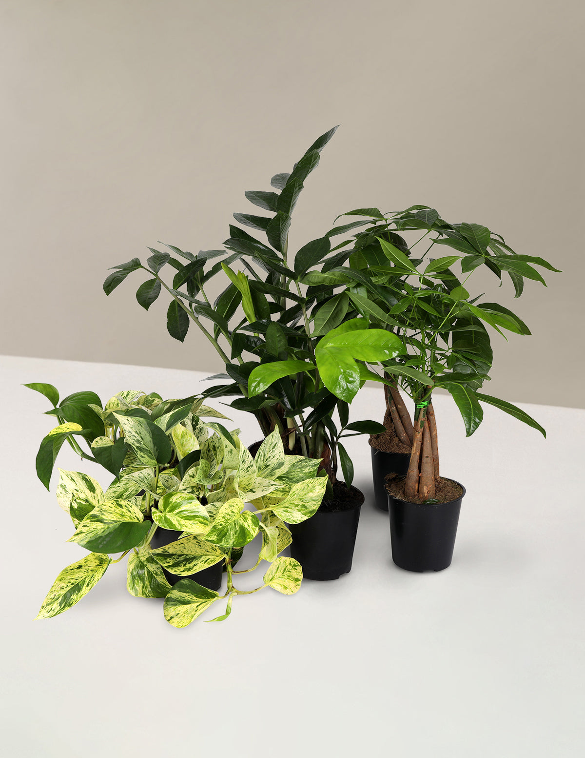 files/C20156PK_Easy_Care_Foliage_Pothos_ZZ_Moneytree.jpg