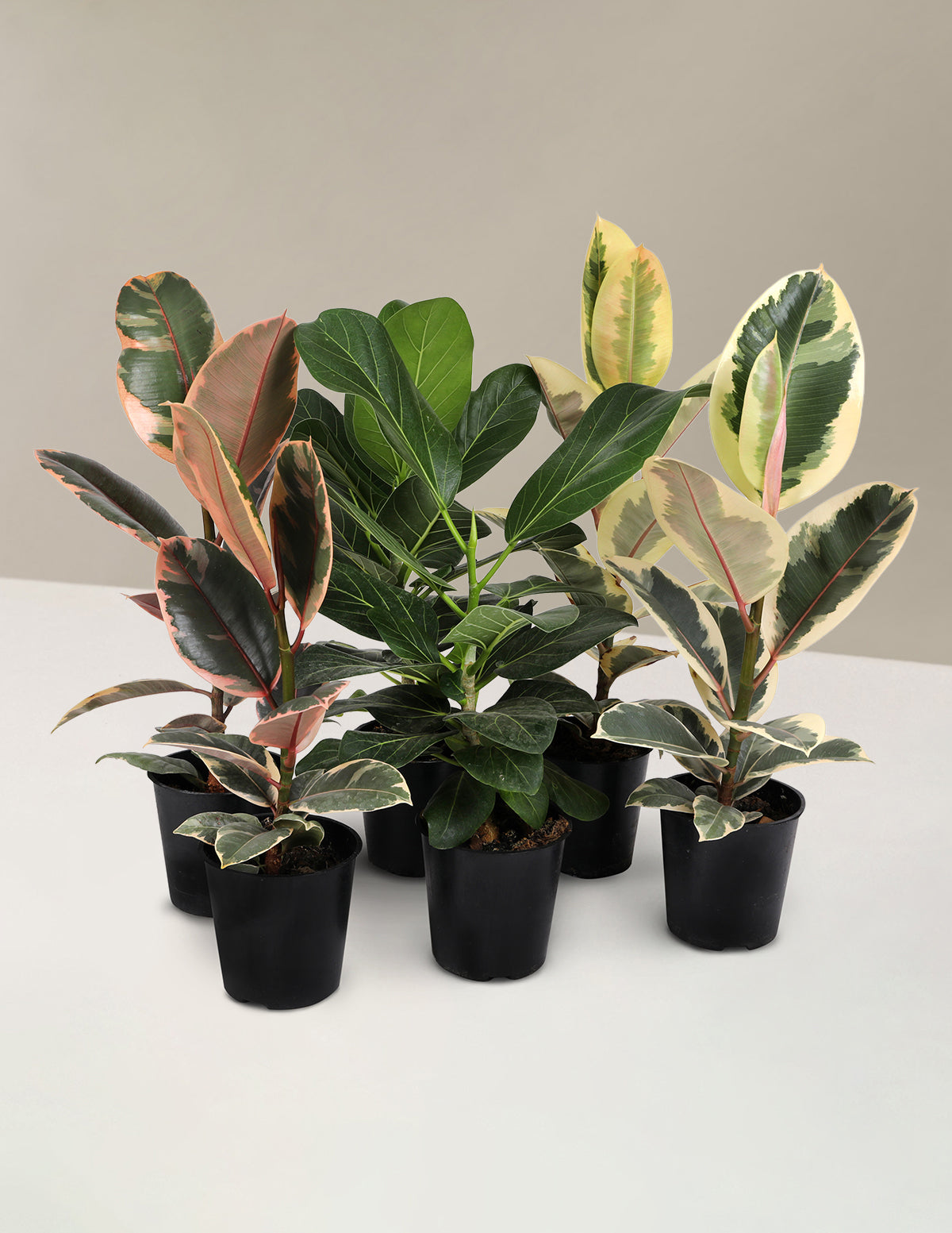 files/C20206PK_Ficus_Assrtmnt_6PK.jpg