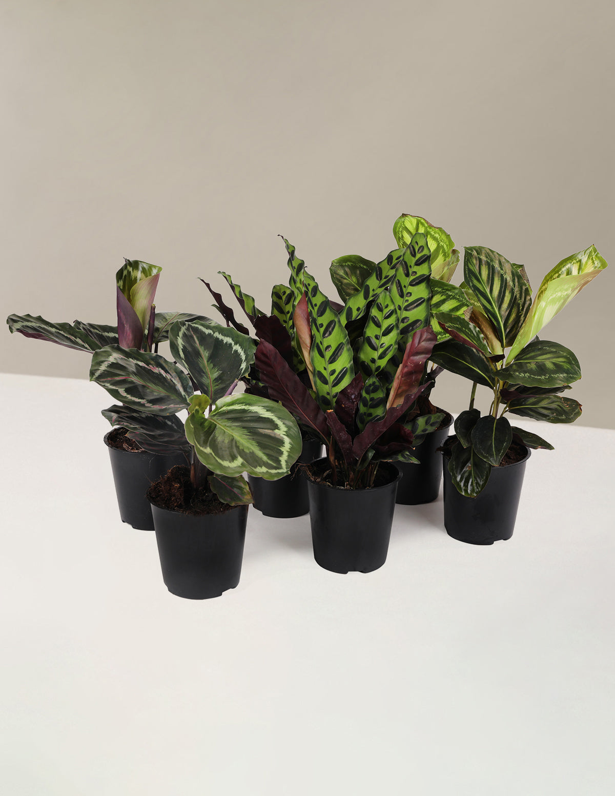 files/C20216PK_Calathea_Asstmnt_Lancifolia_Compact_Star_Medallion.jpg