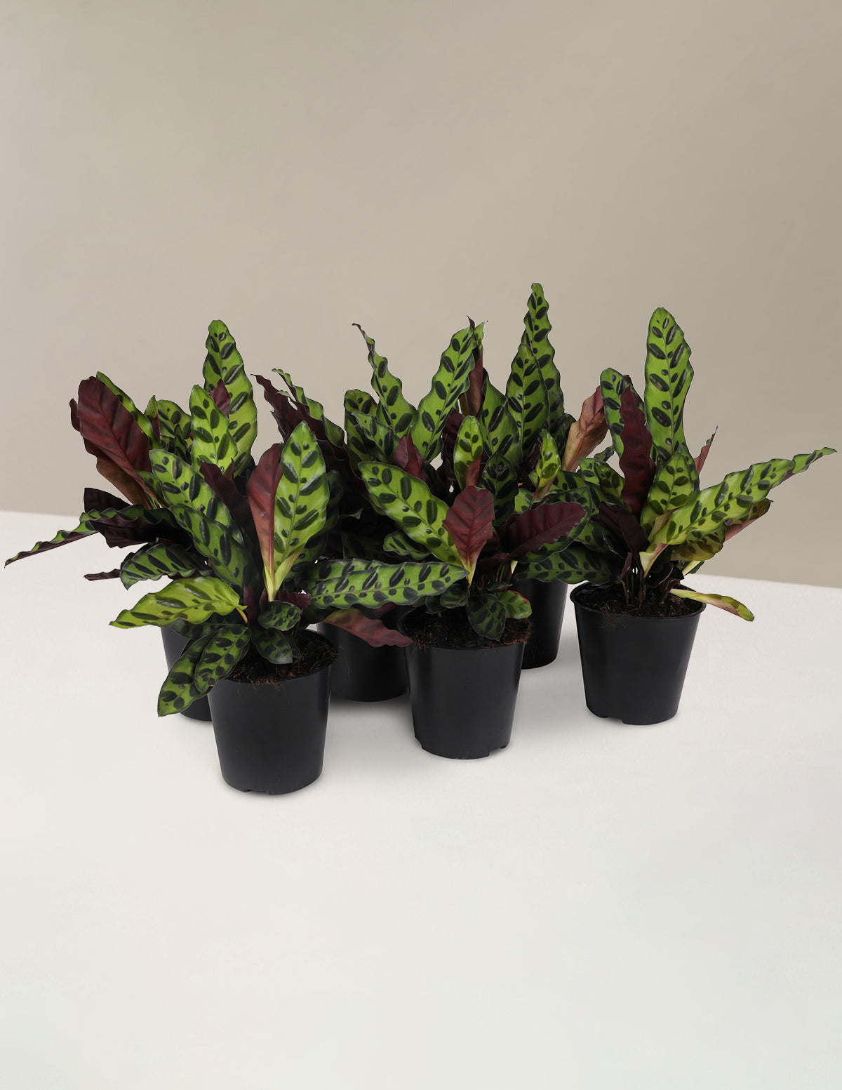 files/C20226PK_Calathea_Lancifolias.jpg