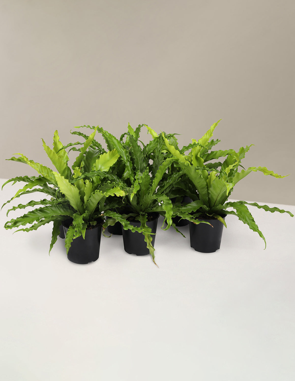 files/C20236PK_Birds_Nest_Ferns.jpg