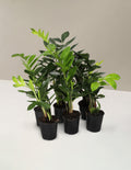 bundle | Small | Grow Pot