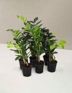 bundle | Small | Grow Pot