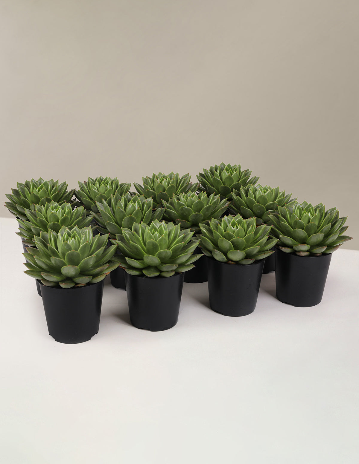 bundle | 12-Pack | Grow Pot