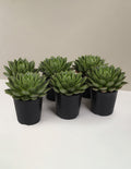 bundle | 6-Pack | Grow Pot