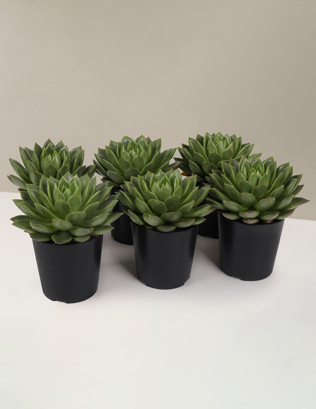 files/C20316PK_5IN_Echeveria_Succulents_1.jpg