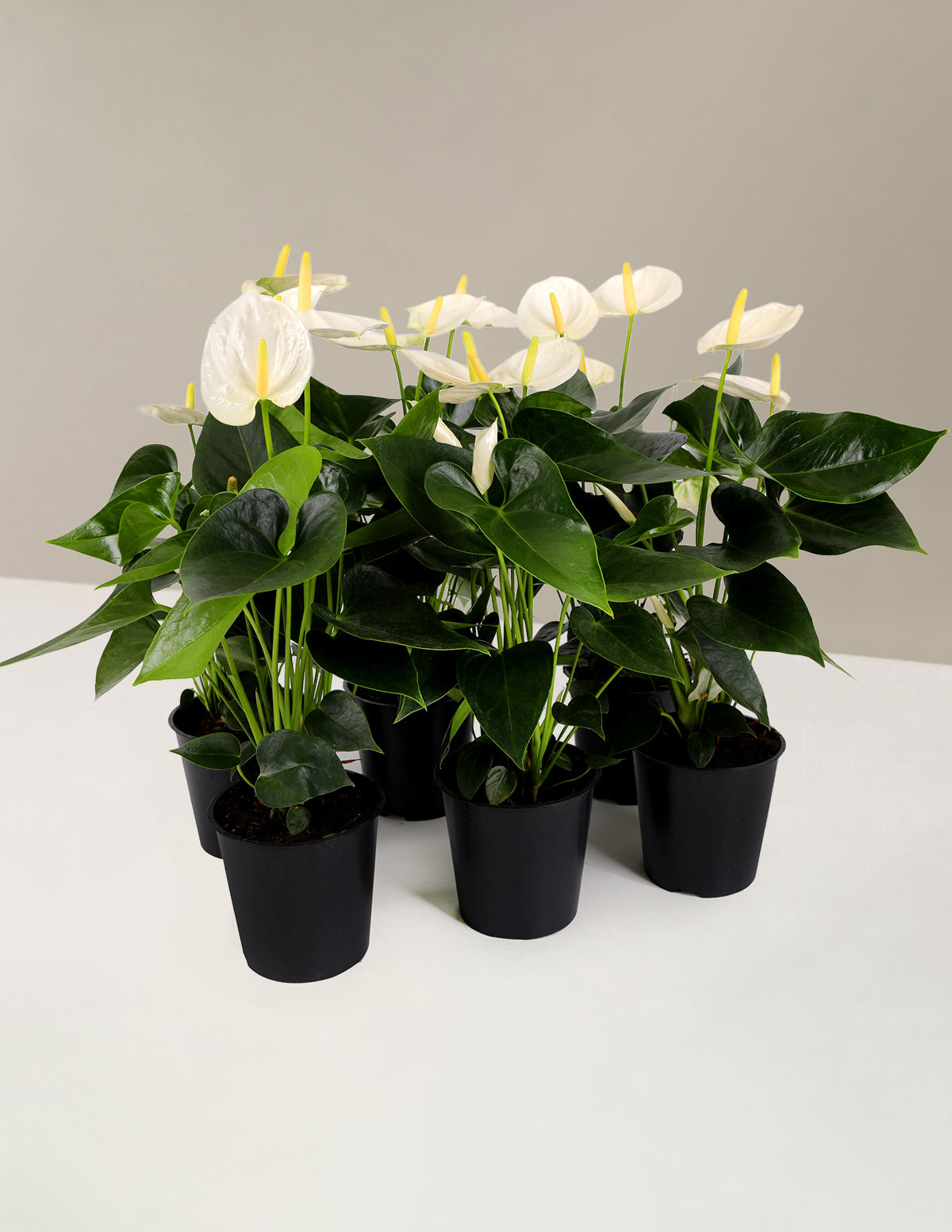 files/C20336PK_5IN_White_Anthuriums_1.jpg