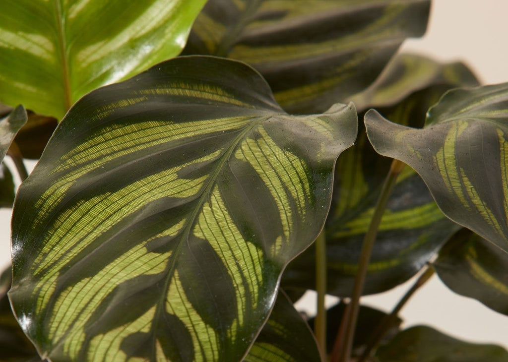 How to care for a Calathea Makoyana