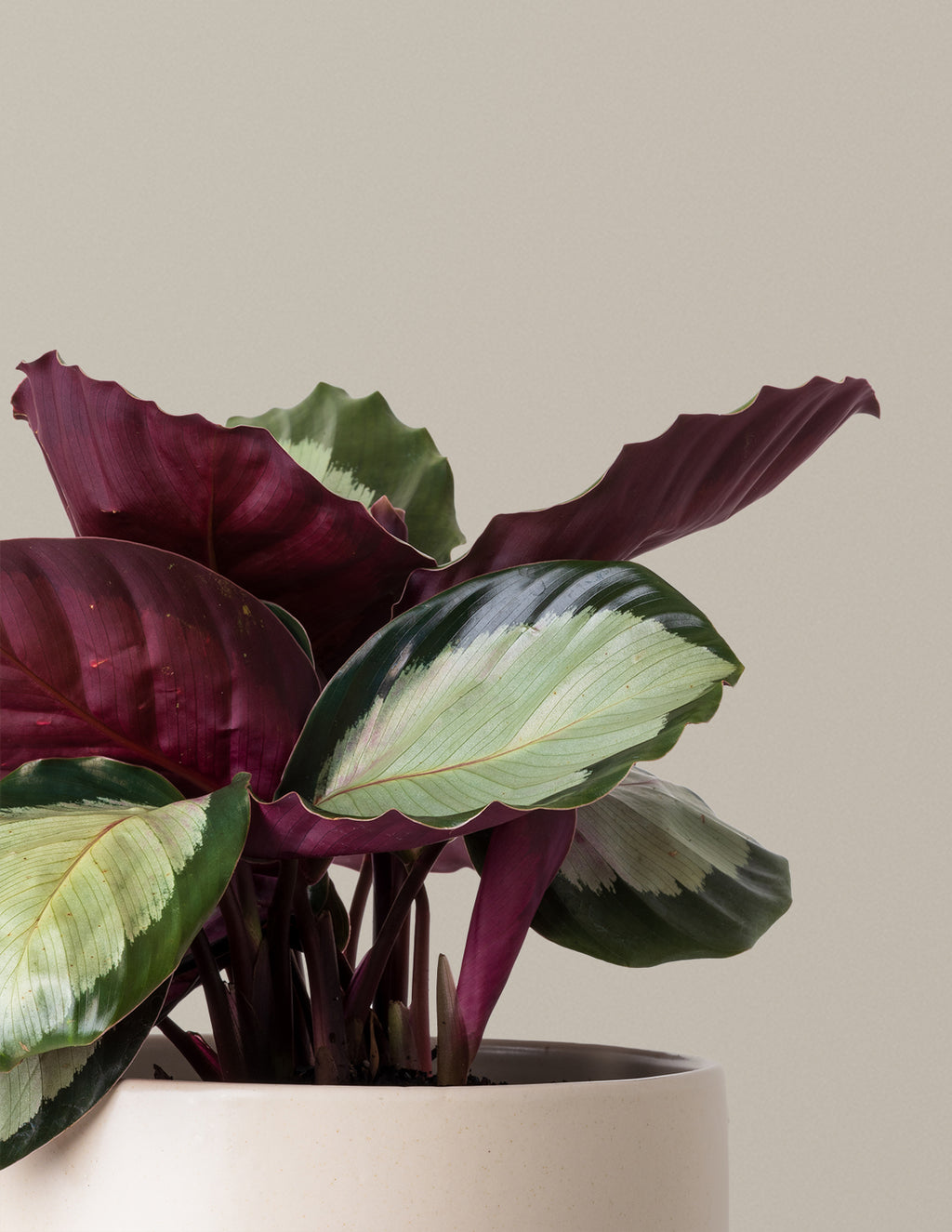 Calathea Rosy