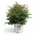 Just Chill® Double White Camellia