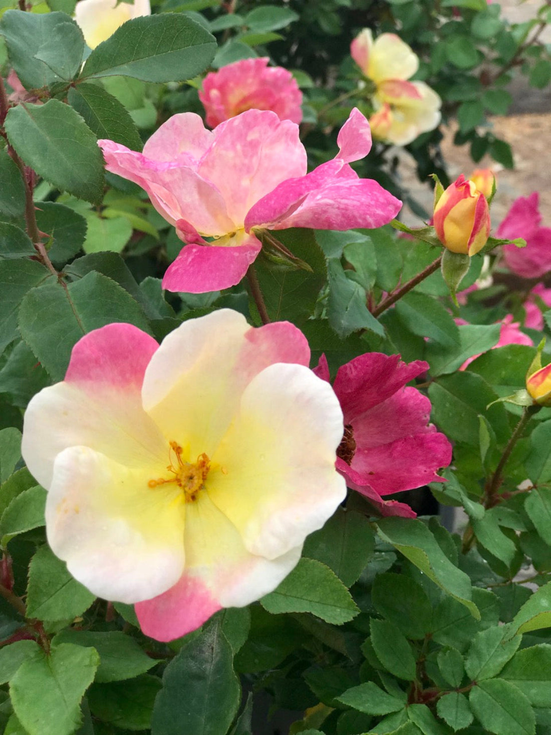 files/Champion-Sunblush-Rose-3Large.jpg