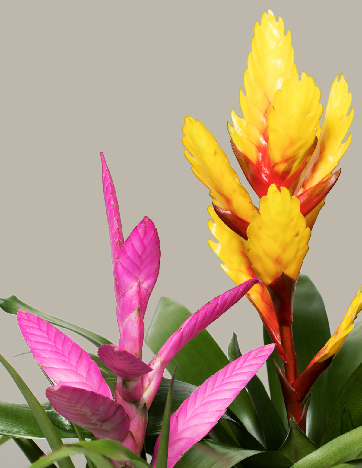 Bromeliad Vriesea Evita Yellow