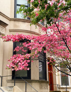 Cherokee Chief Pink Dogwood