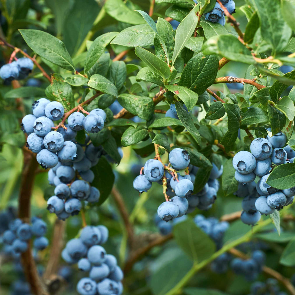 How to care for a Blueberry Bush