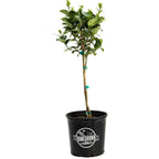 Key Lime Tree