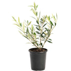 Olive Tree