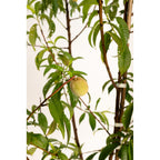 Multi-Fruit Peach Tree