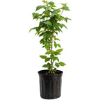 Nova Red Raspberry Plant