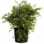 Barbados ‘Acerola’ Cherry Tree