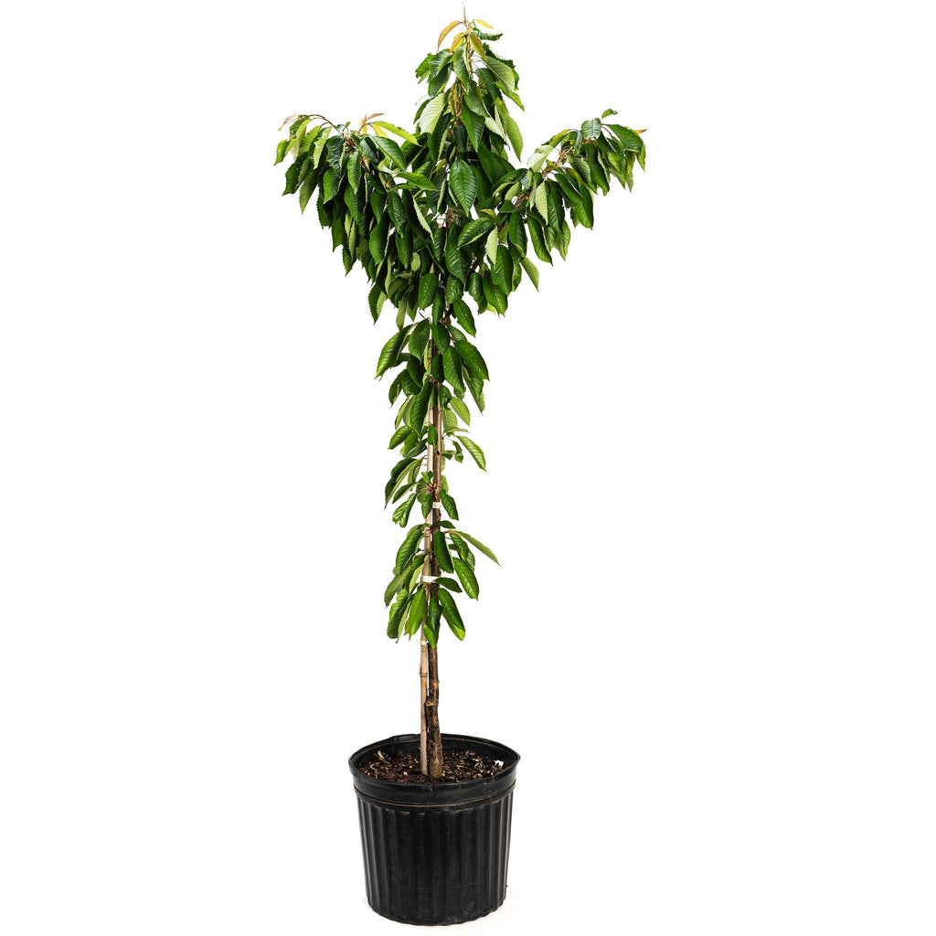 Bing Cherry Tree