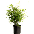 Black Bamboo
